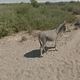Image for article titled Meet the Wildlife Inadvertently Captured By Google's Street View Cameras